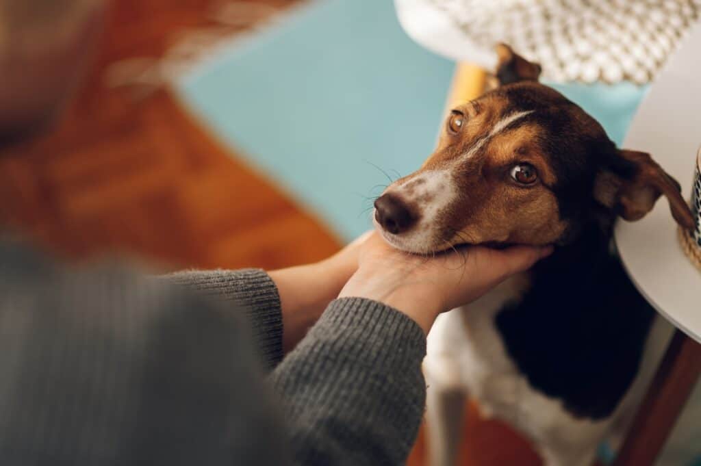 Portrait of a cute mixed breed pet at home